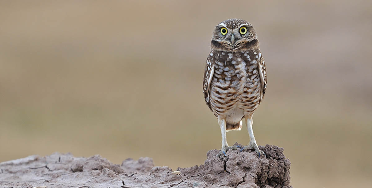 Otay Water District Otay Water District Rehabilitates Burrowing Owl Habitat To Conserve And Protect Owls And Their Environment Otay Water District