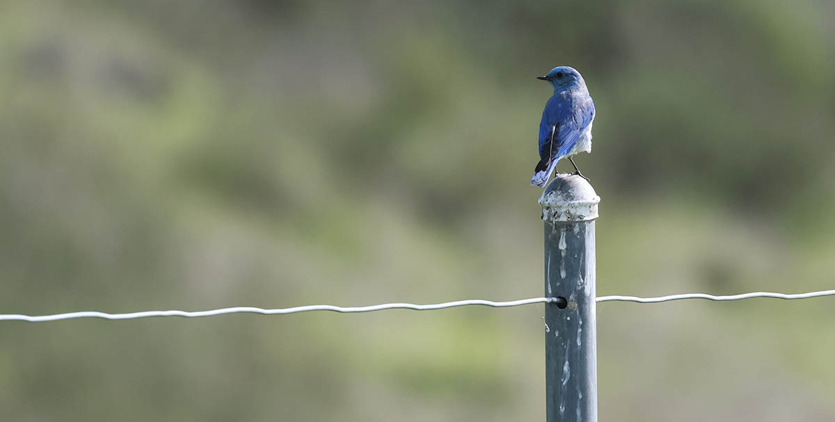 Photo of Mountain Bluebird.